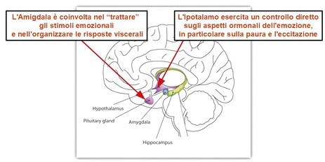 sistema limbico