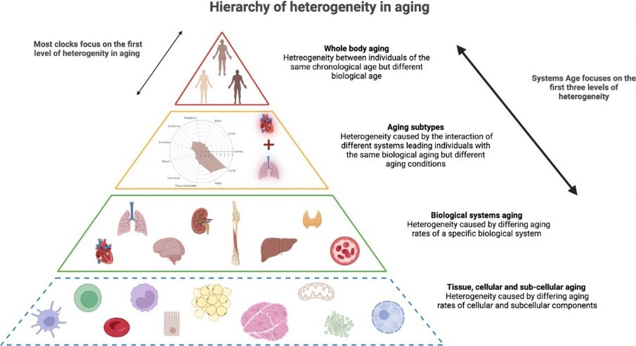 gerarchia invecchiamento tessuti umani