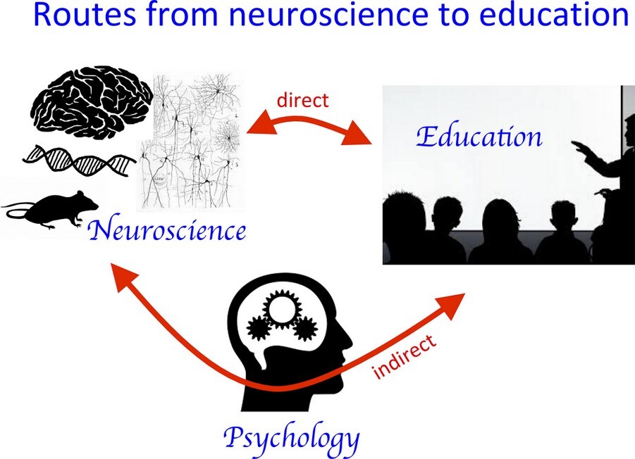 neuroscienze ed formazione