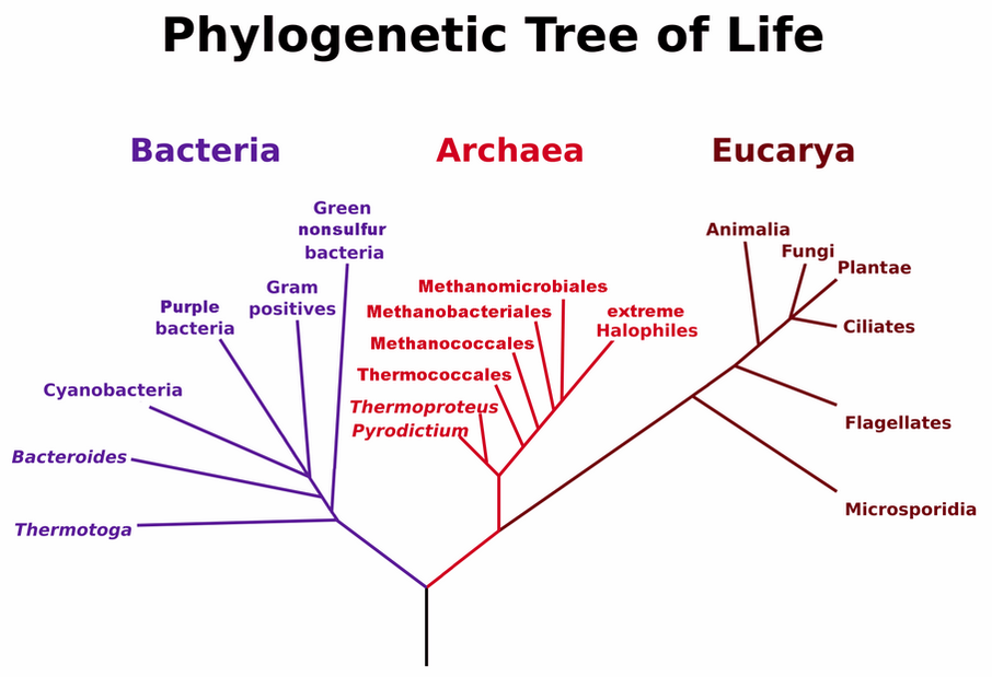 Woese