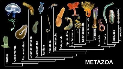 biologia