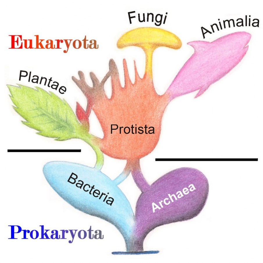 procarioti e eucarioti